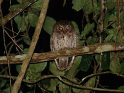 Image of Guatemalan Screech-owl