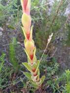 Image of Crassula coccinea L.