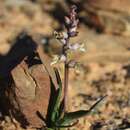 Image of Lachenalia attenuata W. F. Barker ex G. D. Duncan