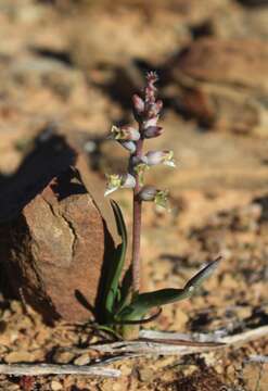 Image of Lachenalia attenuata W. F. Barker ex G. D. Duncan