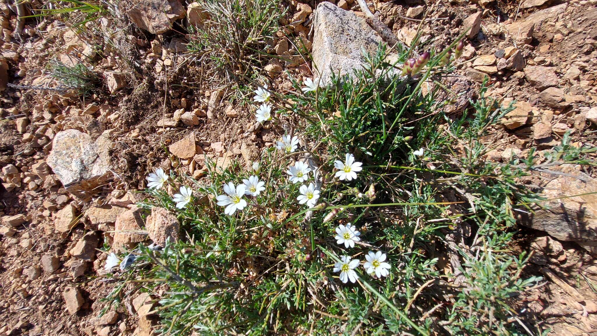 صورة Cerastium soleirolii Duby