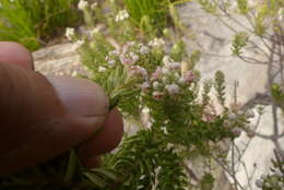 Image of Phylica pinea Thunb.