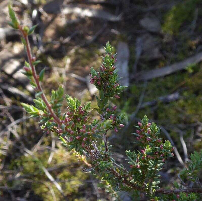 Imagem de Leucopogon attenuatus A. Cunn.