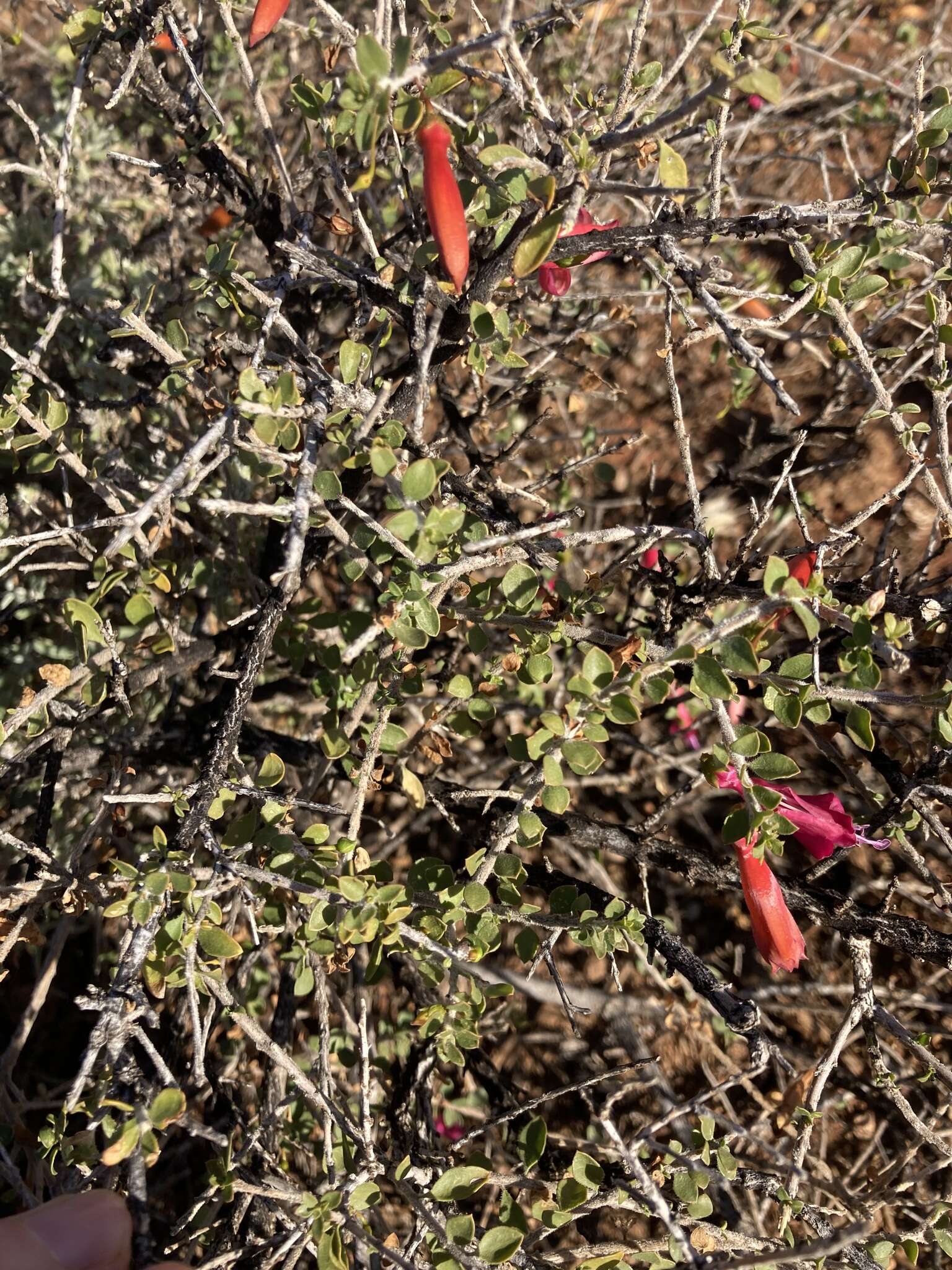 Image of Eremophila maculata (Ker-Gawler) F. Muell.