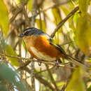 Image of Buff-throated Warbling Finch