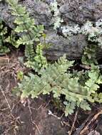 Image of Hard Lip Fern