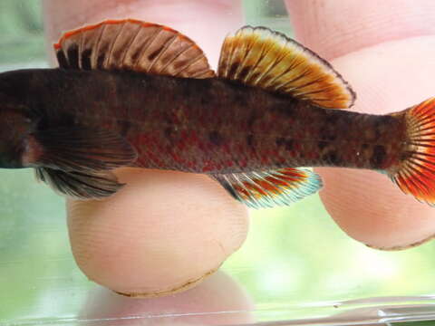 Image of Lipstick darter