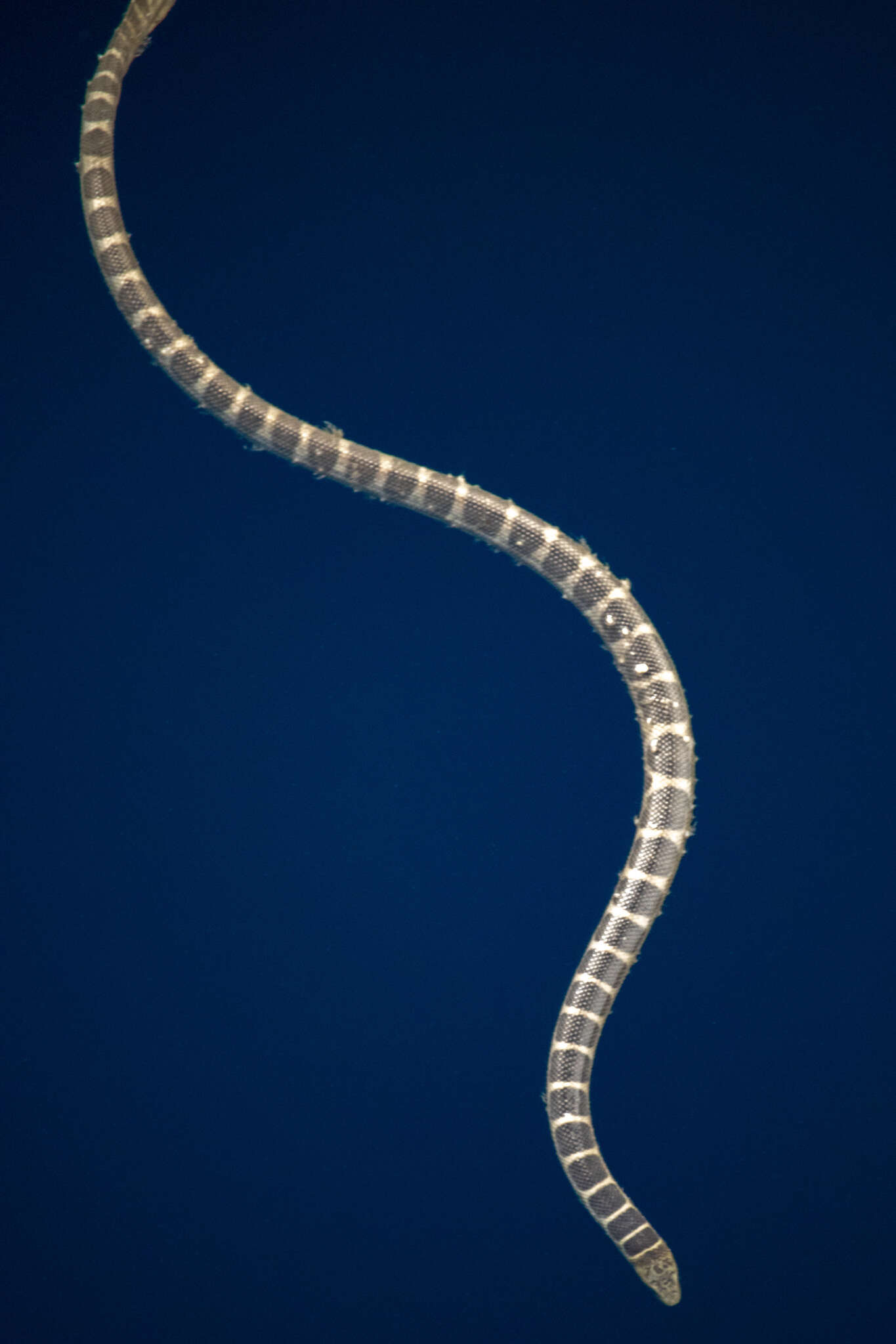 Image of Ornate Reef Sea Snake