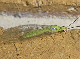 Image of Plesiochrysa