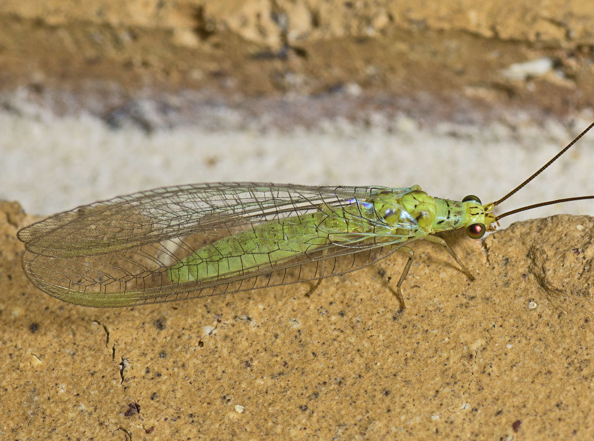 Image of Plesiochrysa