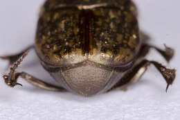 Image of Onthophagus (Palaeonthophagus) similis (Scriba 1790)