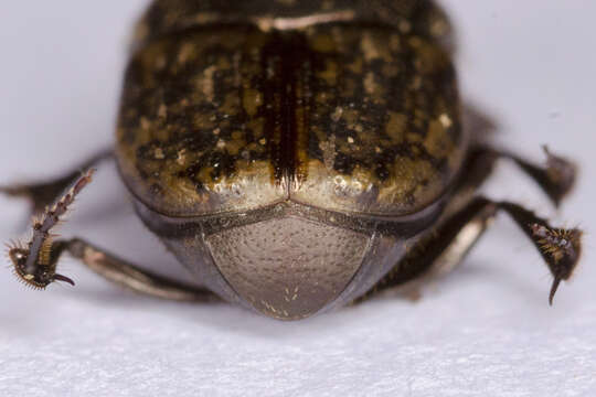 Image de Onthophagus (Palaeonthophagus) similis (Scriba 1790)