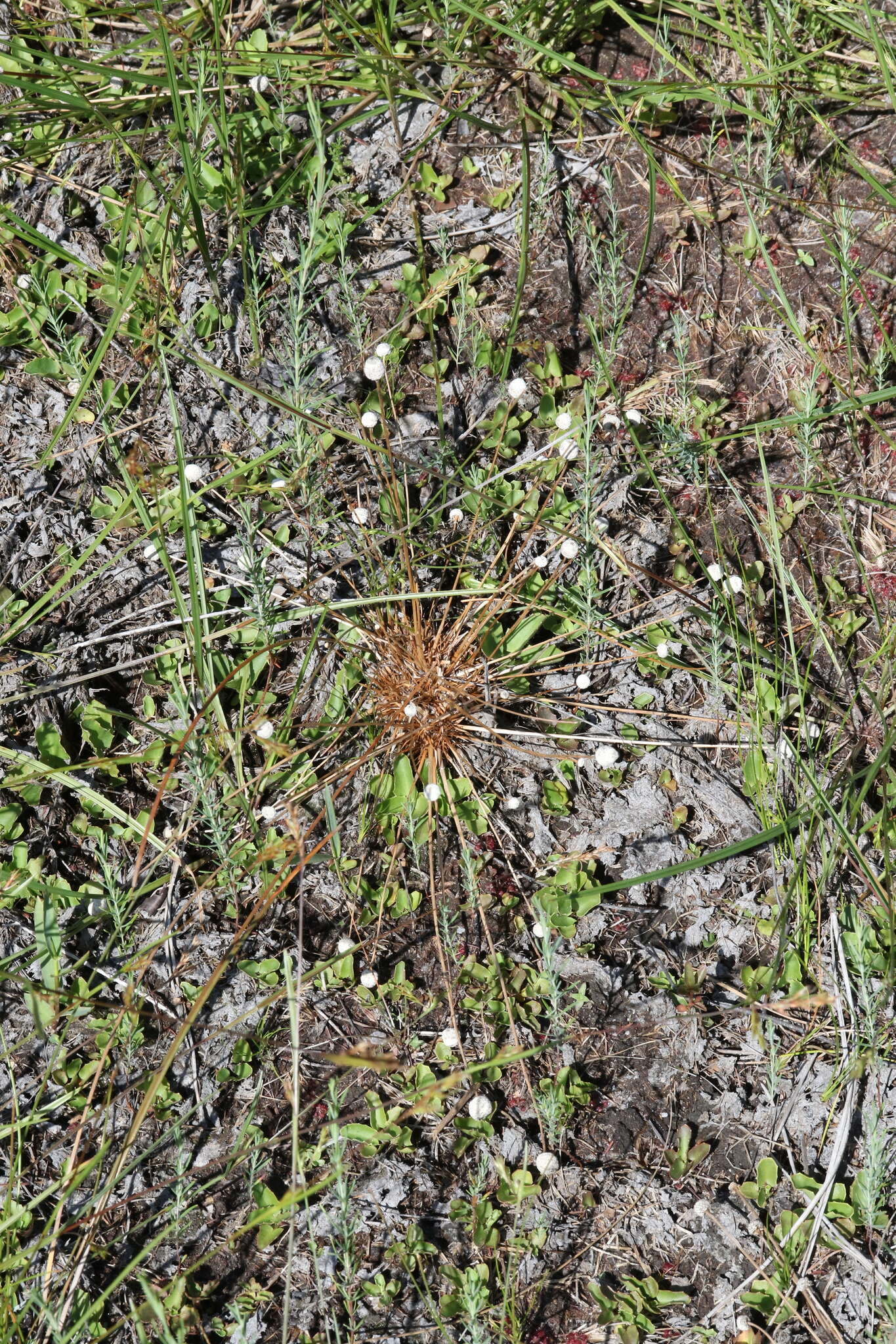 Image de Eriocaulon lineare Small