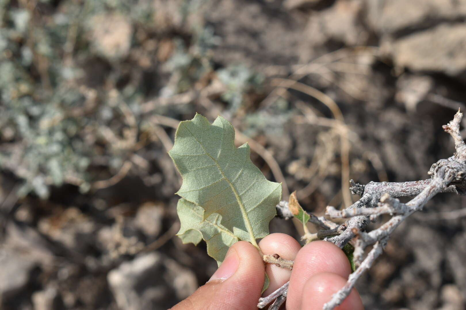 صورة Quercus pungens Liebm.