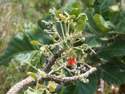 صورة Erythrina sigmoidea Hua