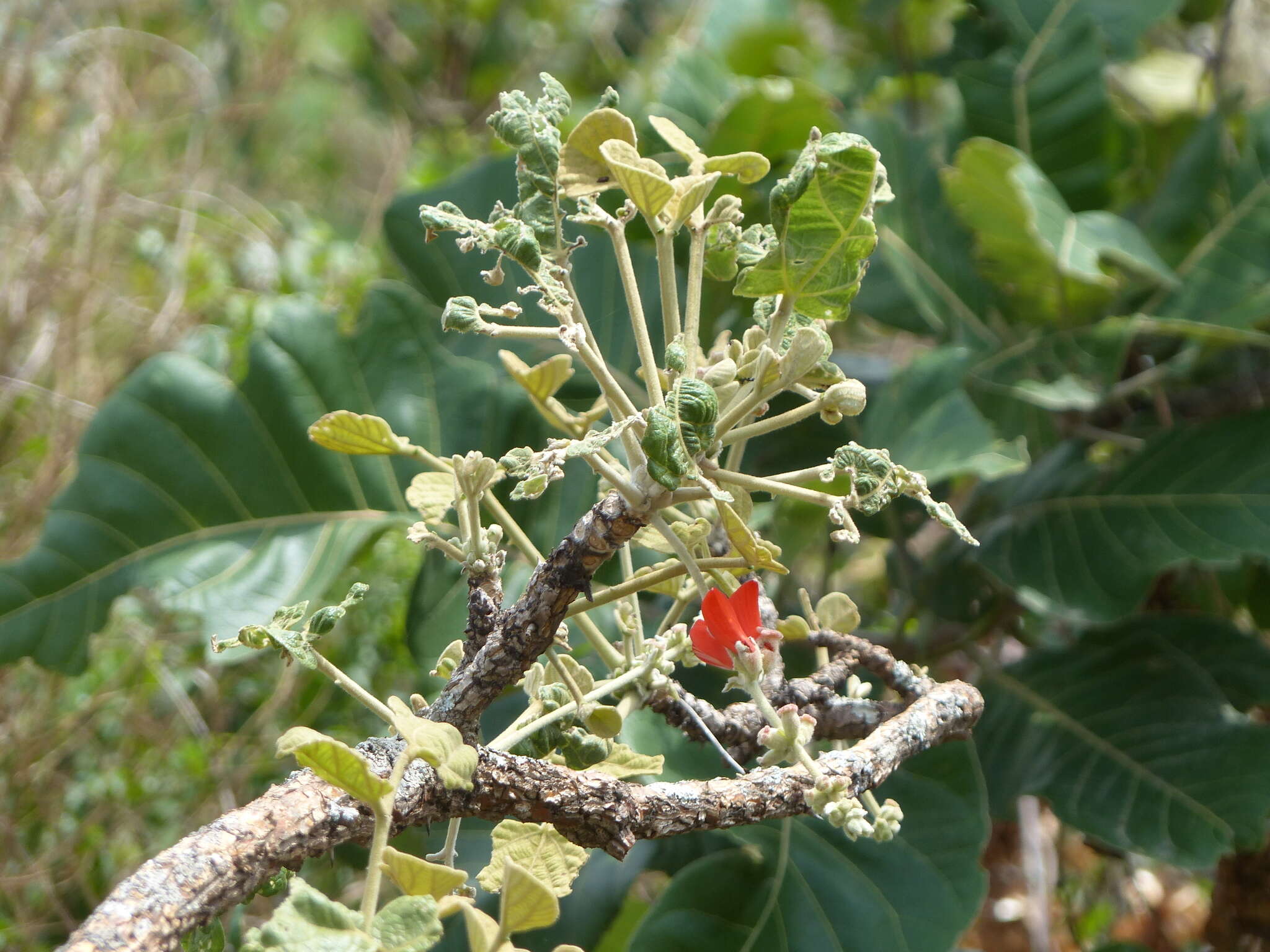 صورة Erythrina sigmoidea Hua