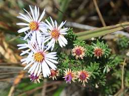 Image of Diplostephium glandulosum Hieron.