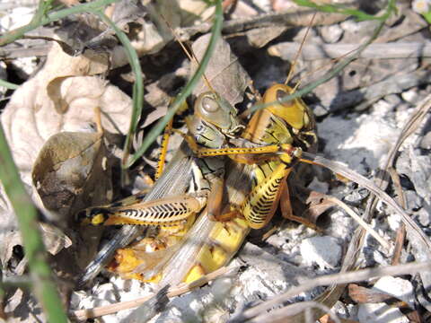 Image of Differential Grasshopper