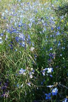 Image of Heliophila coronopifolia L.