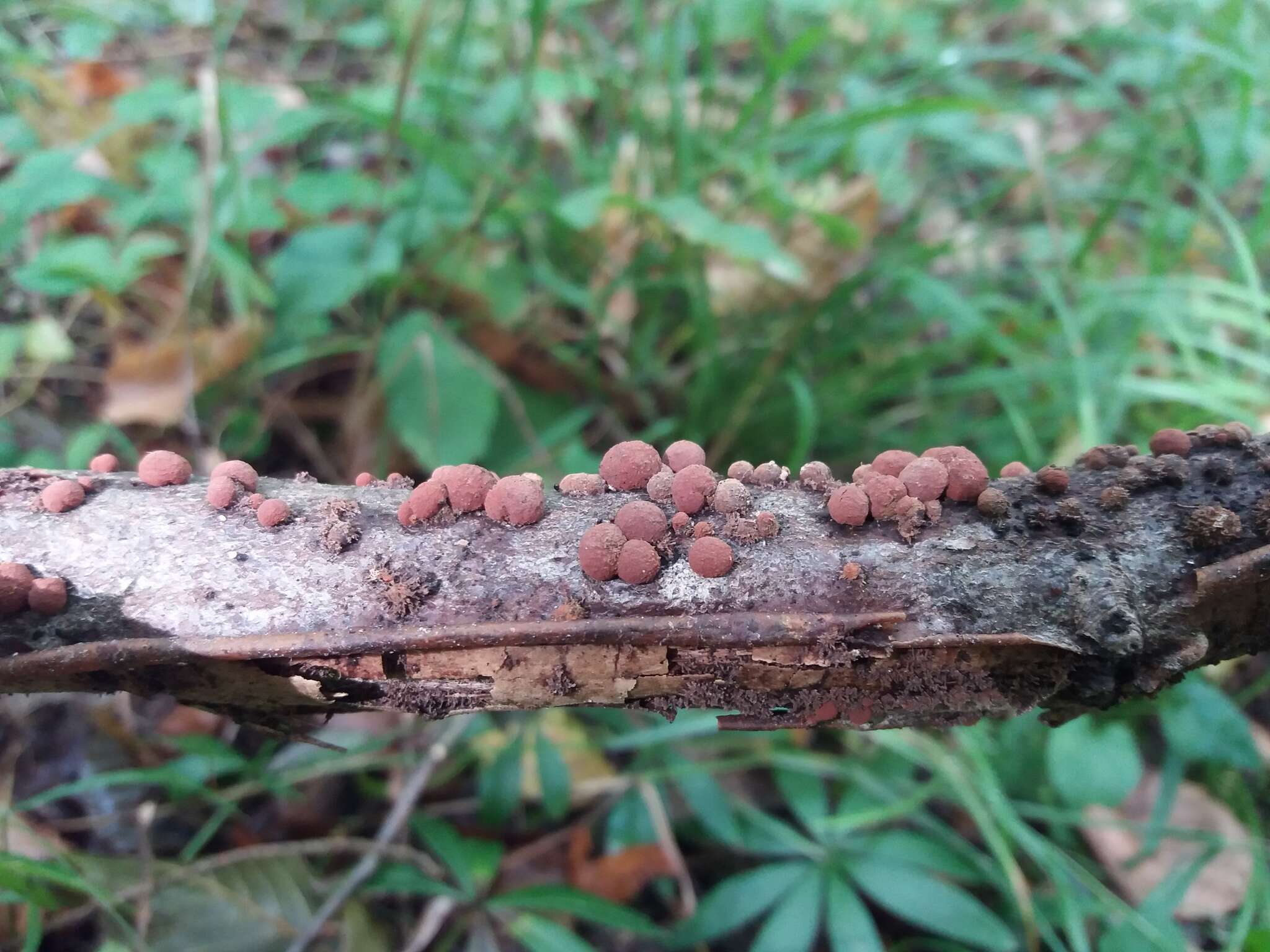 Image of Hypoxylon fragiforme (Pers.) J. Kickx fil. 1835