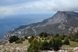 Image of Crimean Juniper