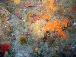 Image of fern bryozoan