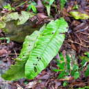 Leptochilus decurrens Bl.的圖片