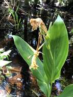 Image of bandanna of the Everglades