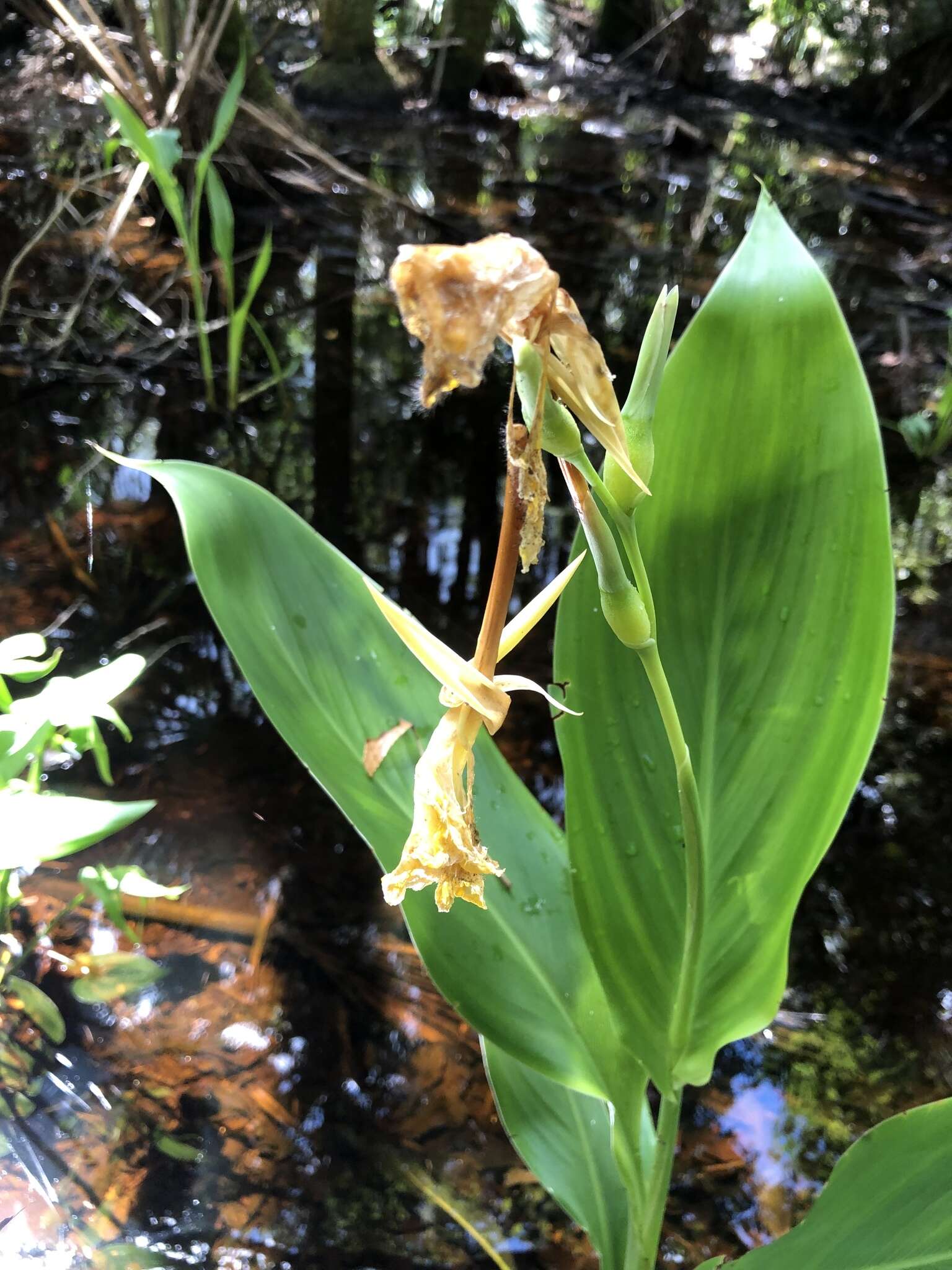 Image of bandanna of the Everglades