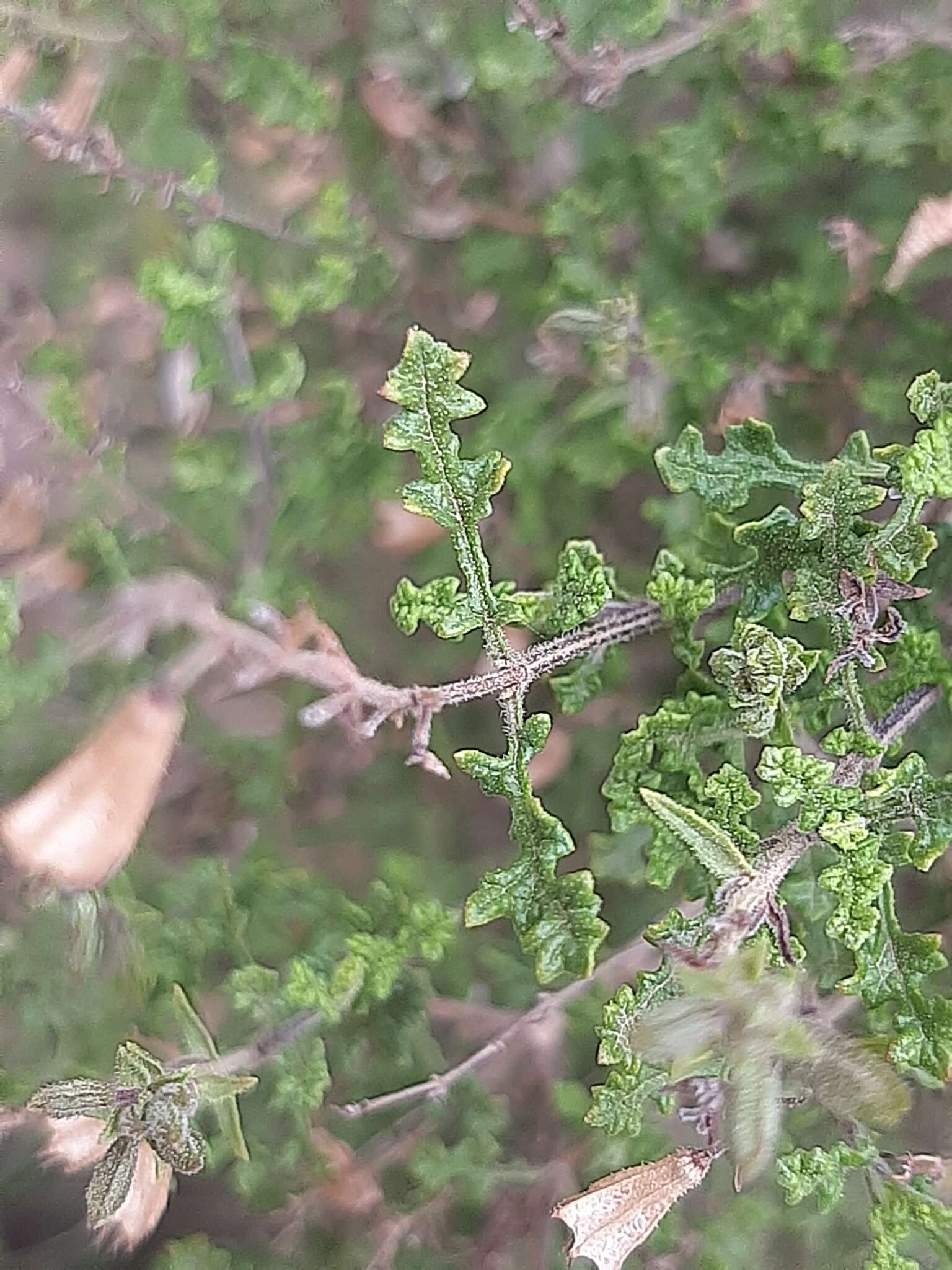 Imagem de Salvia namaensis Schinz