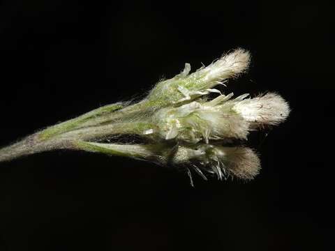 Image de Antennaria howellii subsp. canadensis (Greene) R. J. Bayer