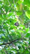 Image of Gasteracantha kuhli C. L. Koch 1837