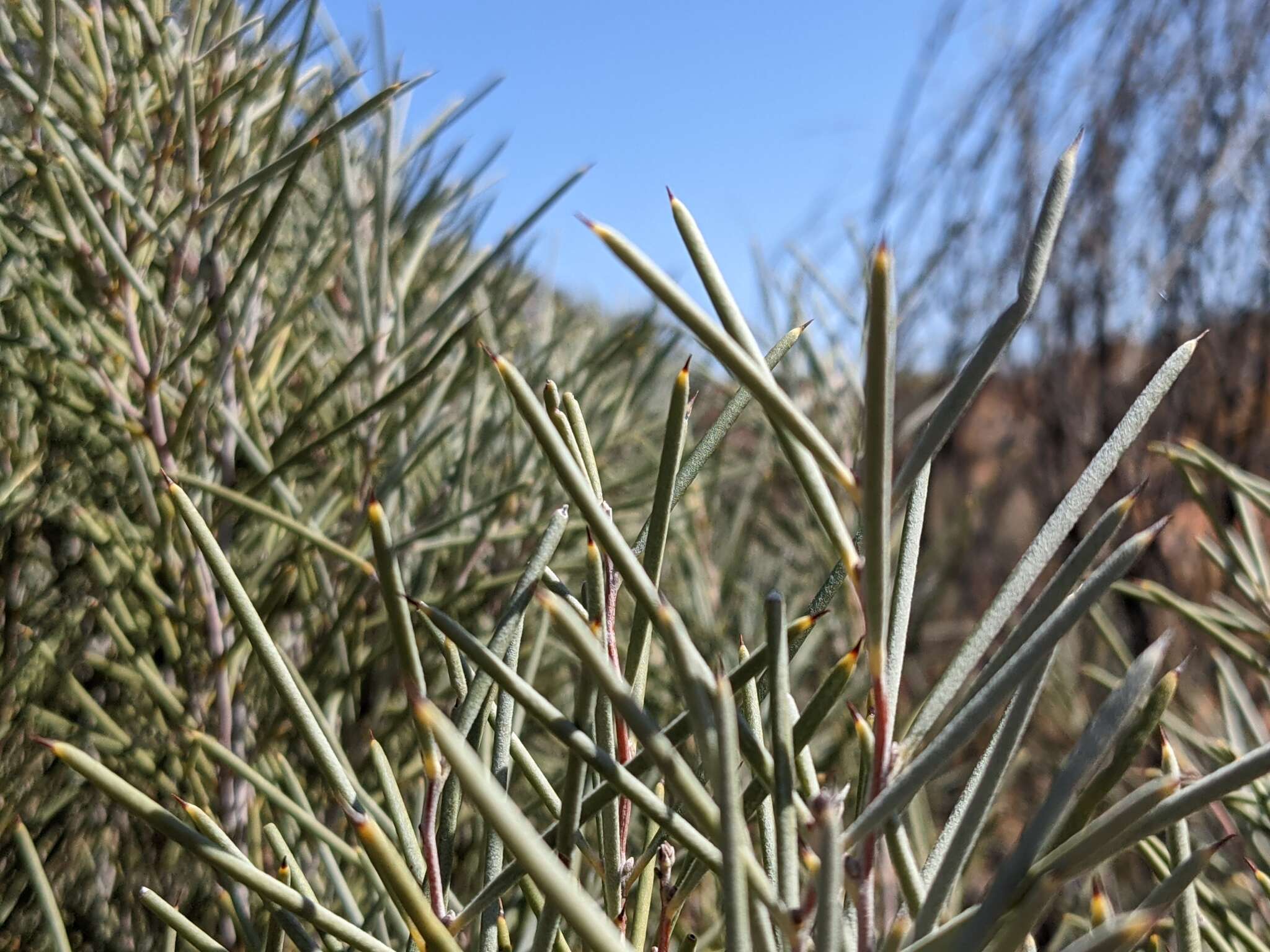 Image of Hakea leucoptera R. Br.