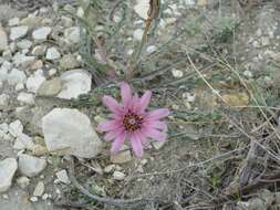 Image de Tragopogon marginifolius Pawl.