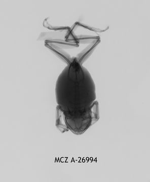 269.a26994 l anchietae dx jpg.580x360