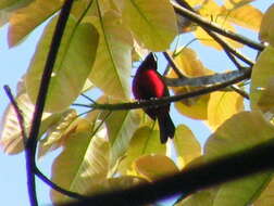 Image of Black-bellied Tanager
