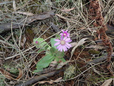 Senecio speciosus Willd. resmi