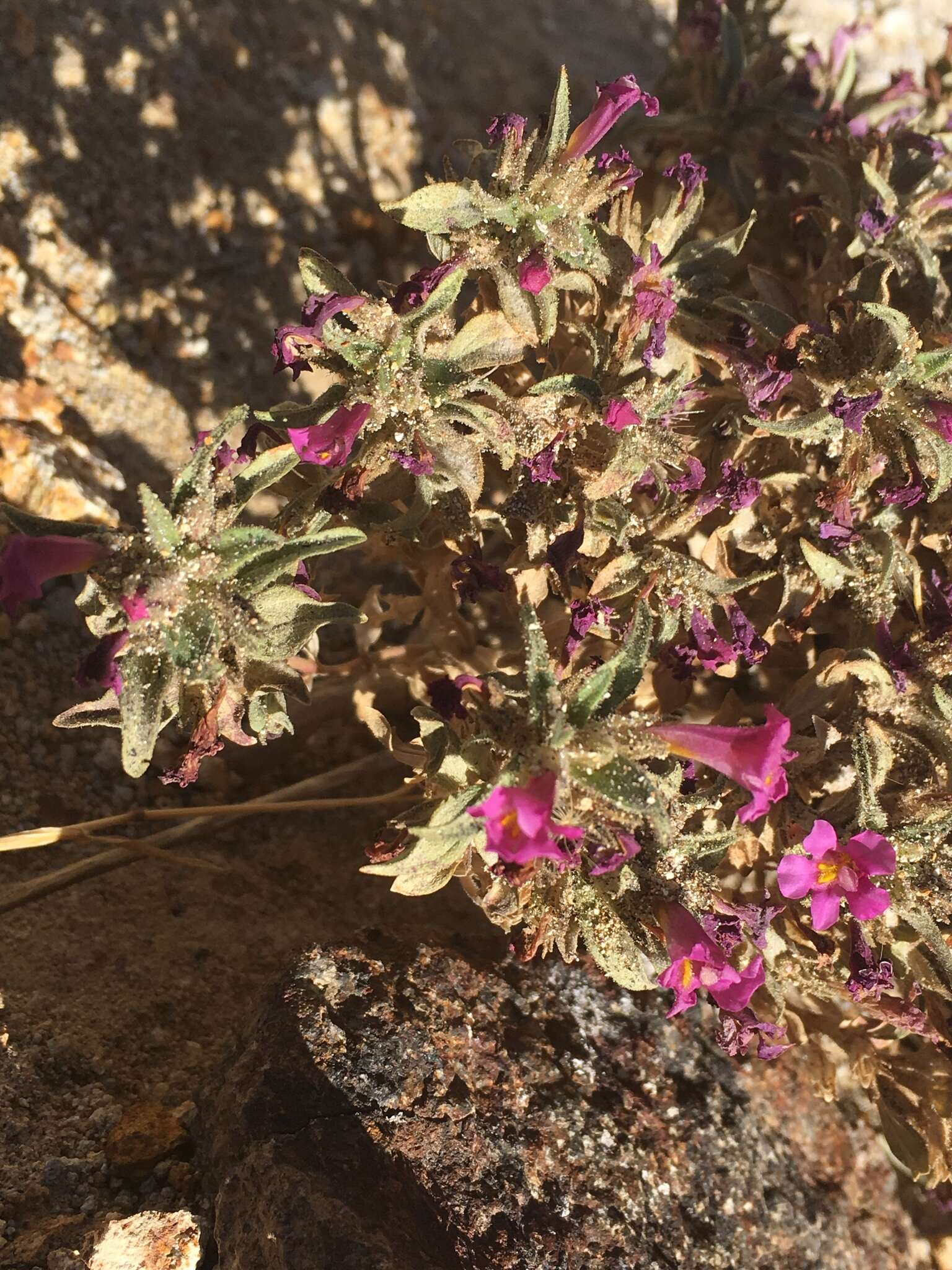 Plancia ëd Diplacus ovatus (A. Gray) G. L. Nesom