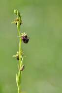 Image of Ophrys sphegodes subsp. atrata (Rchb. fil.) A. Bolòs