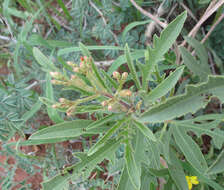 Image of Jatropha zeyheri Sond.