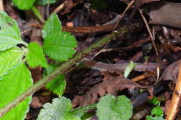 Sivun Dryopteris scottii (Bedd.) Ching kuva