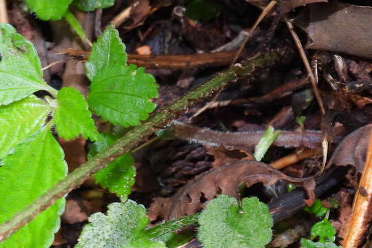 Image of Dryopteris scottii (Bedd.) Ching