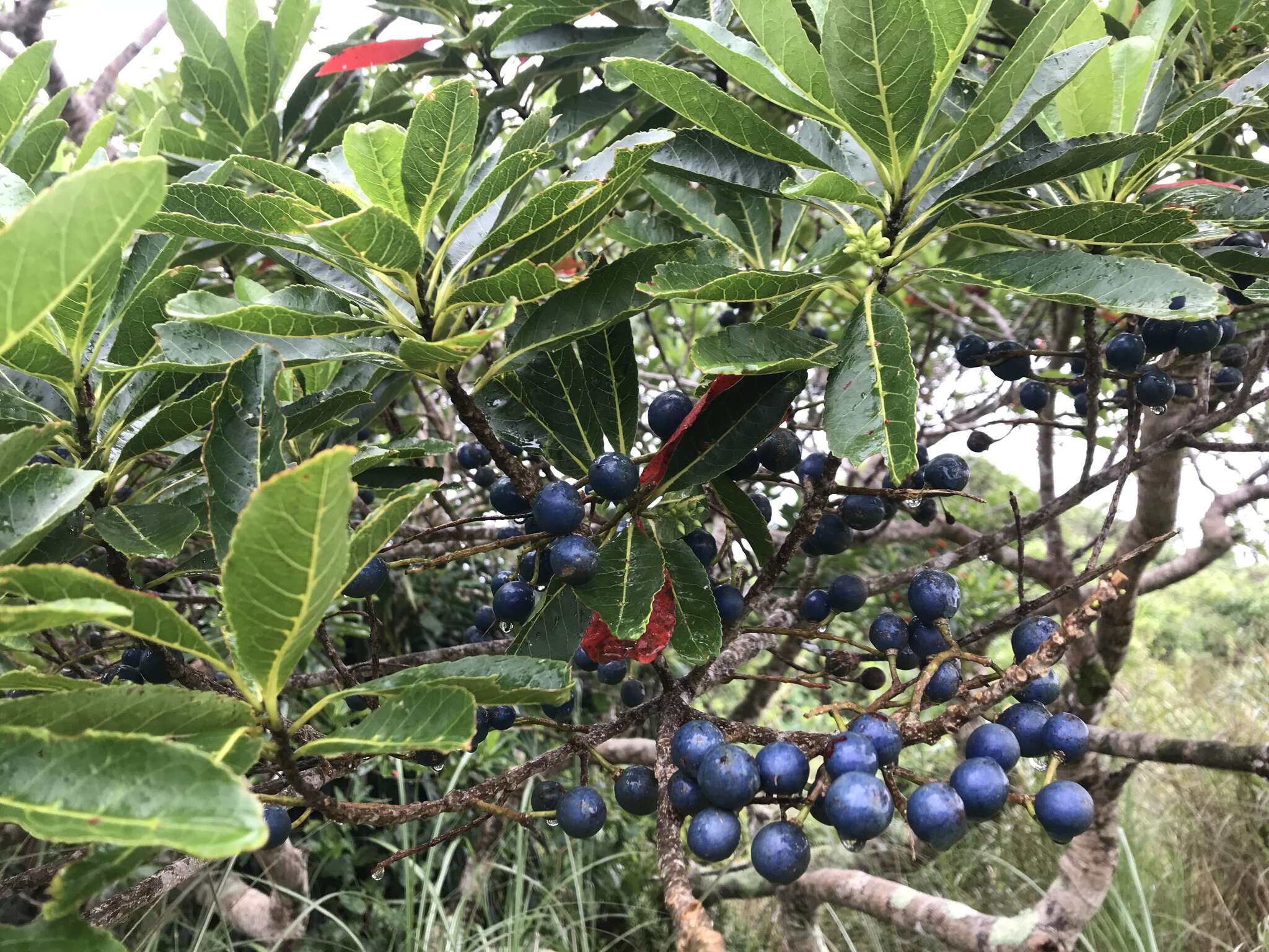 Image of Elaeocarpus joga Merrill