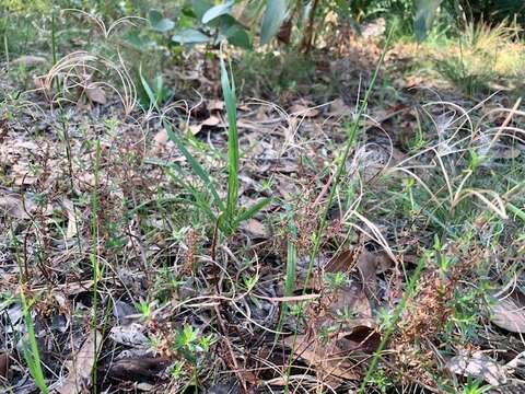 Imagem de Epilobium gunnianum Hausskn.