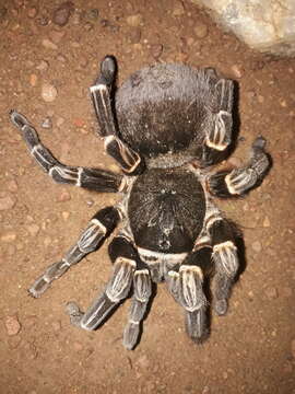 Image de Acanthoscurria juruenicola Mello-Leitão 1923