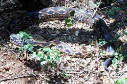 Image of Madagascar Boa