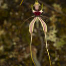 Image of Bundarra spider orchid