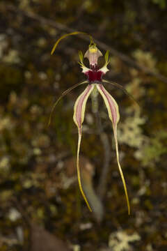 Image of Bundarra spider orchid