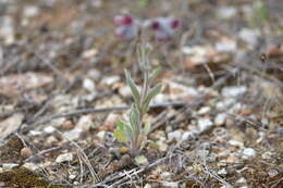 Image de Cynoglossum columnae Ten.