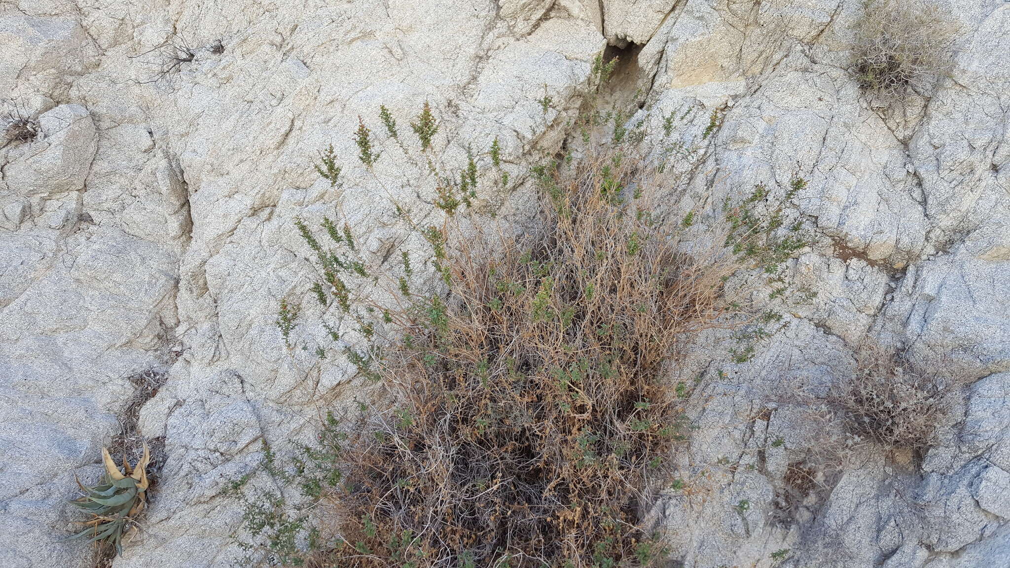 Image de Epilobium canum subsp. latifolium (Hook.) P. H. Raven